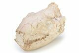 Fossil Oreodont (Merycoidodon) Skull - South Dakota #249244-2